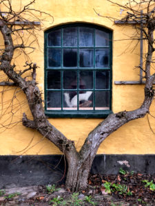 Fenster, Haus, Als, Alsen, Insel, Dänemark Fenster, Haus, Als, Alsen, Insel, Dänemark